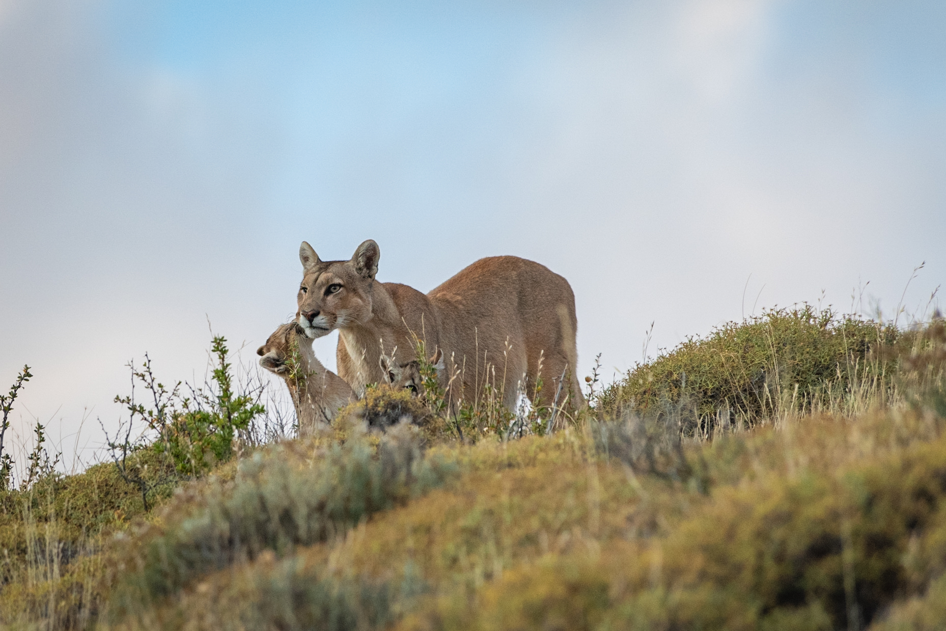 Francisco Girado - Puma -2