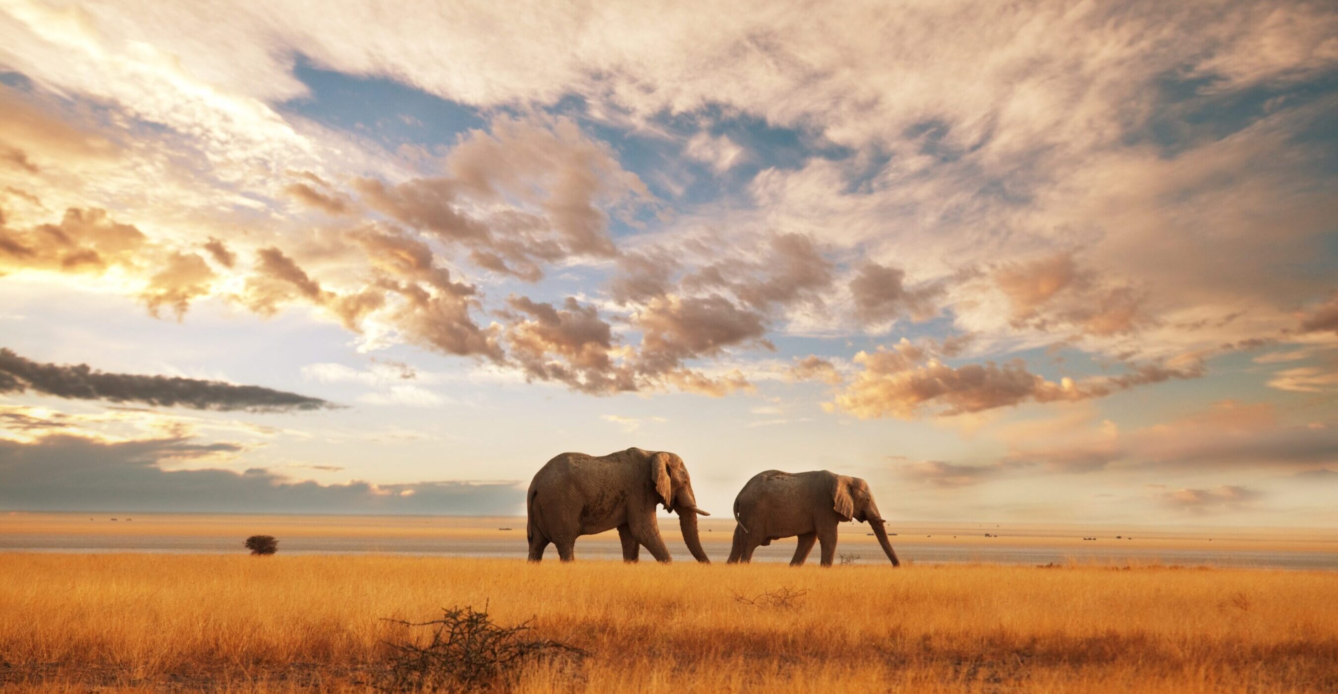 Wildlife (19)