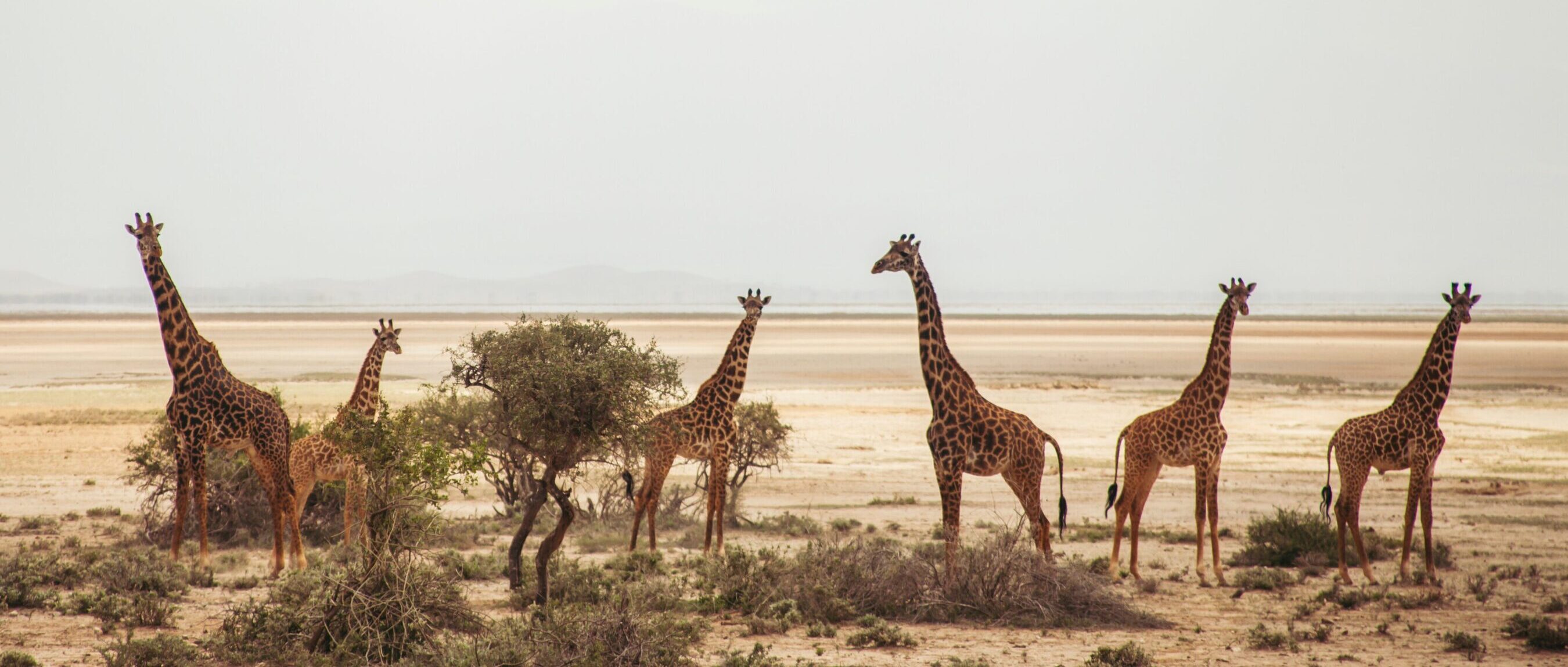 Wildlife (53)