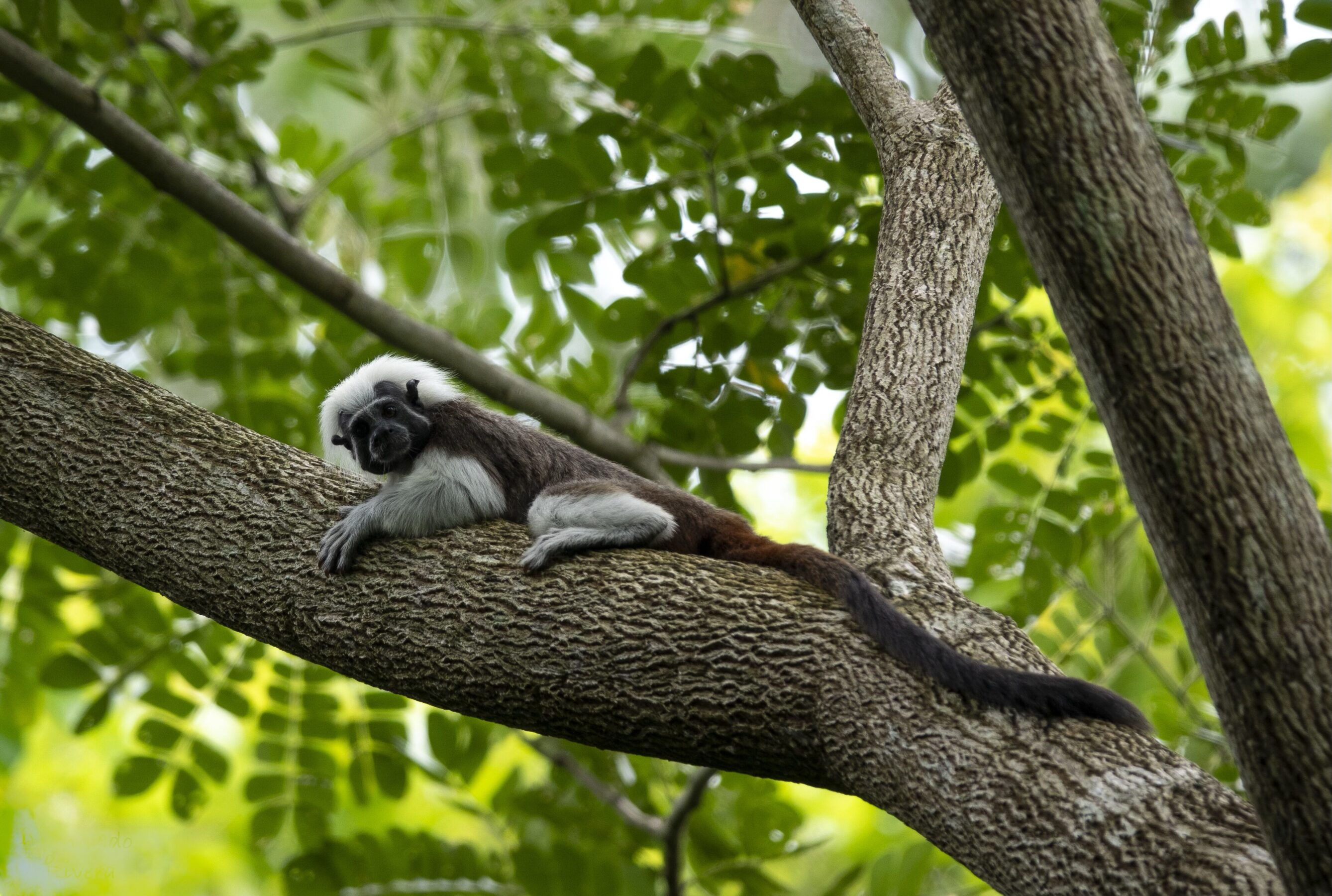 Galavanta, Colombia - Cartagena Nature Reserva