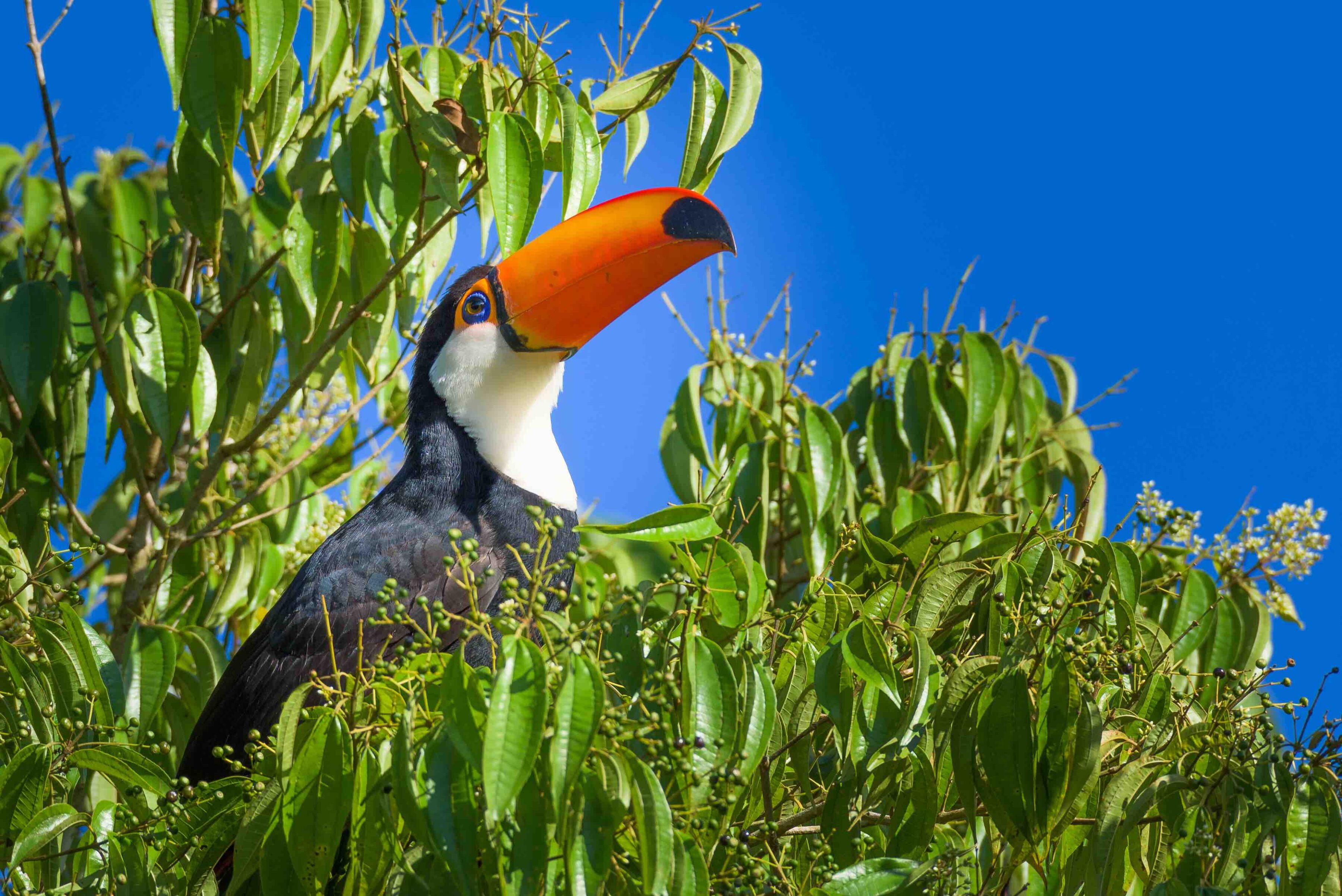 Glove Argentina - Toucan